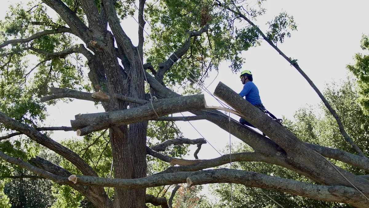 Professional Crown Thinning performed by certified arborists in Brandon
